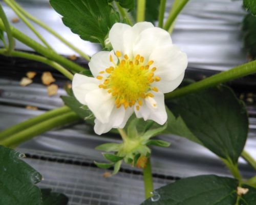 いちごの花びらは五枚が普通