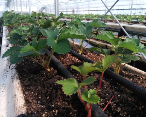 病気、枯れてもないのに苺の苗の植替え